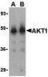 Akt1 Antibody