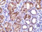 CTRP1 Antibody