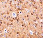 CTRP4 Antibody