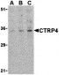 CTRP4 Antibody