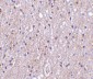 CTRP4 Antibody