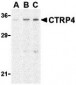 CTRP4 Antibody