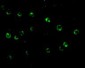 CTRP6 Antibody