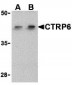 CTRP6 Antibody