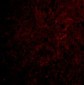 CTRP6 Antibody