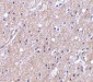 CTRP6 Antibody