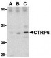 CTRP6 Antibody