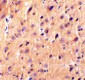 Precerebellin Antibody