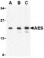 AES Antibody