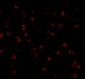 APG7 Antibody
