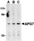 APG7 Antibody