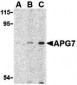 APG7 Antibody