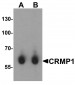 CRMP1 Antibody