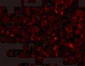 LAMP-1 Antibody