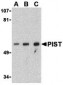 PIST Antibody