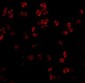 TLR5 Antibody