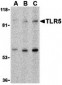 TLR5 Antibody