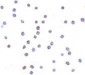 TLR6 Antibody