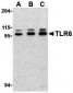 TLR6 Antibody