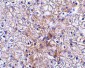 TRAF2 Antibody