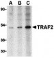 TRAF2 Antibody