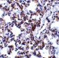 BAP31 Antibody