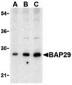 BAP29 Antibody