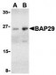 BAP29 Antibody