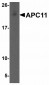 ATF6 Antibody