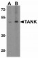 ATF6 Antibody