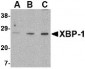 XBP-1 Antibody