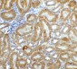 XBP-1 Antibody