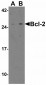 TLR9 Antibody