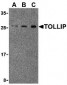 TOLLIP Antibody