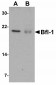 IL-32 Antibody