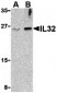 IL-32 Antibody