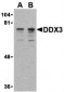 DDX3 Antibody