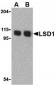 LSD1 Antibody