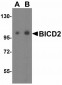 TNFRSF14 Antibody