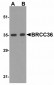 TNFRSF14 Antibody