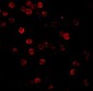 Beta-actin Antibody