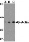 Beta-actin Antibody