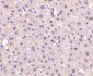 GAPDH Antibody