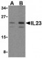 IL-23 Antibody