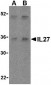 IL-27 Antibody