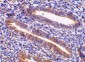 TIM-1 Antibody