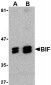 Bif Antibody