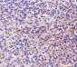 RP105 Antibody