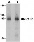 RP105 Antibody