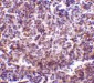 RP105 Antibody